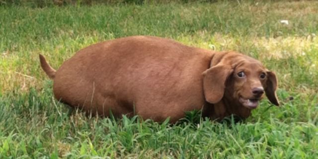 overweight weiner dog