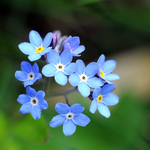image forget me not