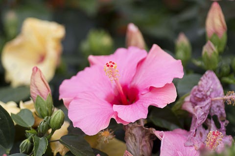 image rose of sharon