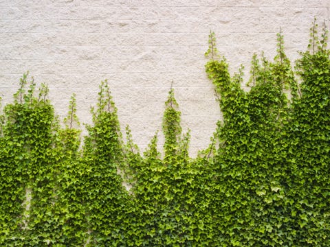 image ivy