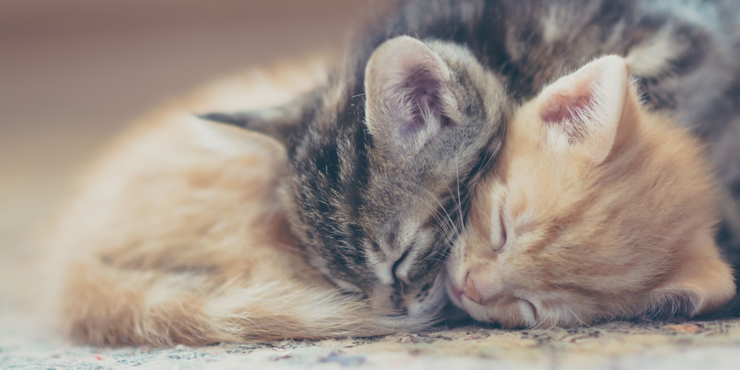 Here S Why You Should Spend More Time Cuddling With Your Cats