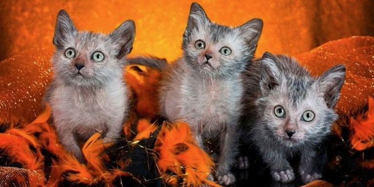Lykoi Kittens — Werewolf Cats