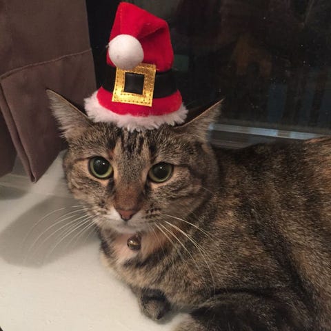 Lucy image