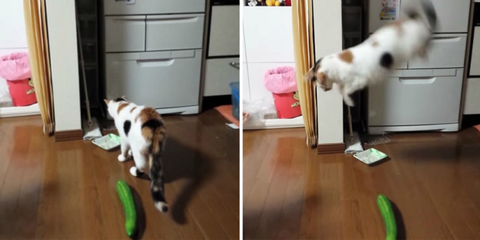 the important reason why everyone needs to stop scaring cats with