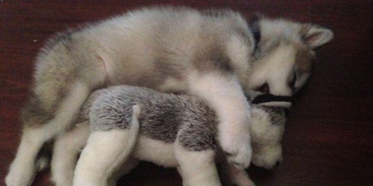 malamute stuffed animal