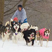 Human, Winter, Dog, Carnivore, Vertebrate, Sled dog, Snow, Mammal, Sporting Group, Dog sled, 