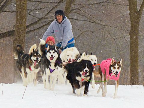 Human, Winter, Dog, Carnivore, Vertebrate, Sled dog, Snow, Mammal, Sporting Group, Dog sled, 