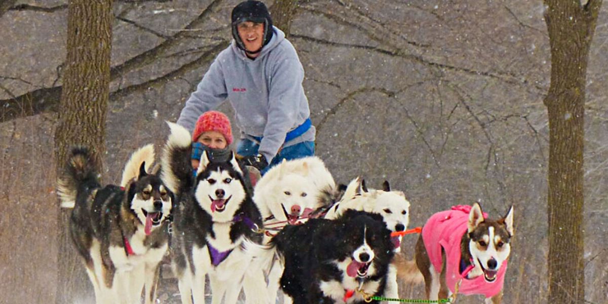 how long do sled dogs work and how do they retire