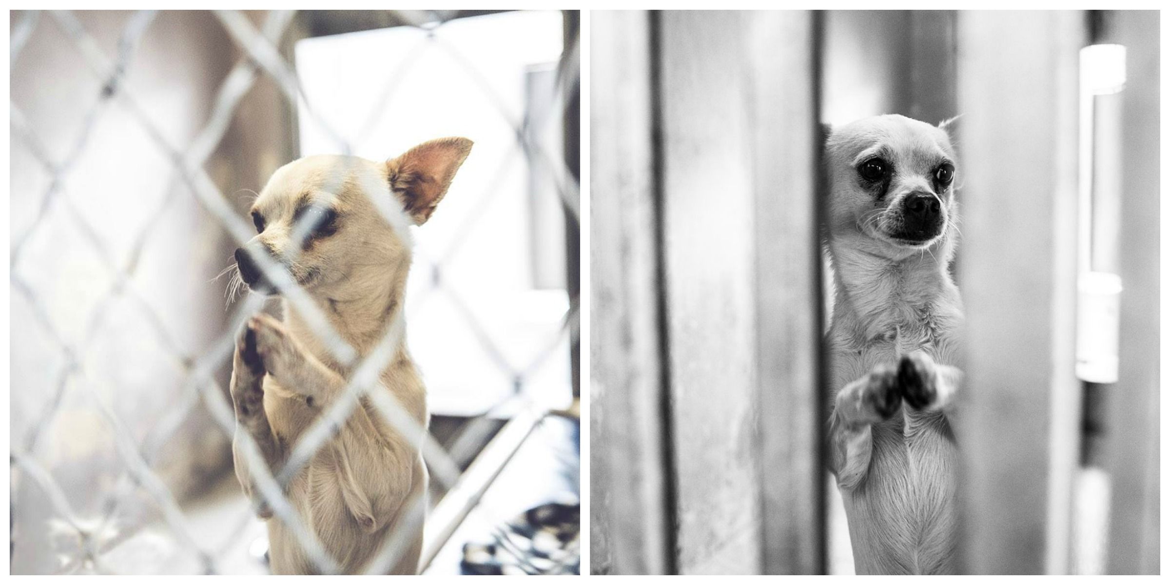 The Heartwarming Story Behind This Praying Chihuahua