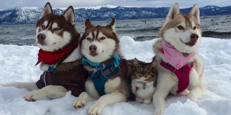 A Pack of Siberian Huskies Is Raising This Adorable Rescue Cat As One ...