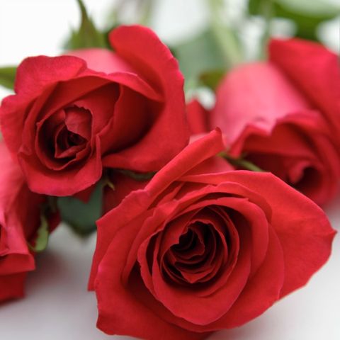 Petal, Flower, Red, Pink, Rose family, Flowering plant, Carmine, Rose order, Rose, Cut flowers, 