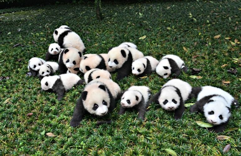 The Best Job in The World Involves Hugging Baby Pandas