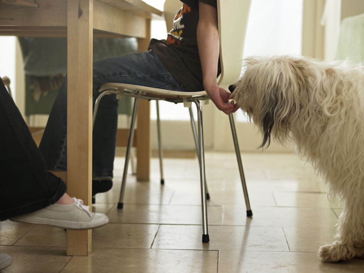 is powdered sugar bad for dogs