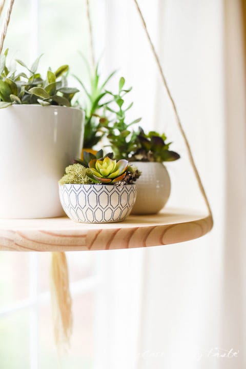 hanging plants diy plant