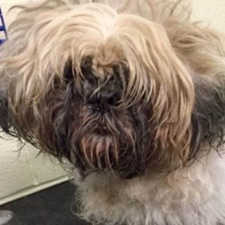 Dog breed, Dog, Carnivore, Vertebrate, Mammal, Toy dog, Snout, Liver, Tongue, Fur, Dog breed, Dog, Carnivore, Vertebrate, Mammal, Toy dog, Snout, Liver, Tongue, Fur,