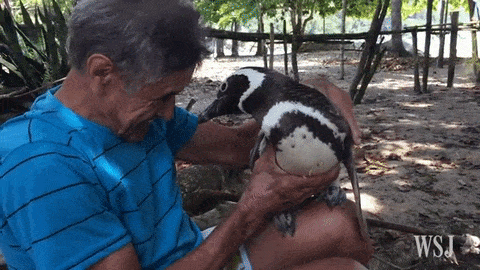 Penguin with Man