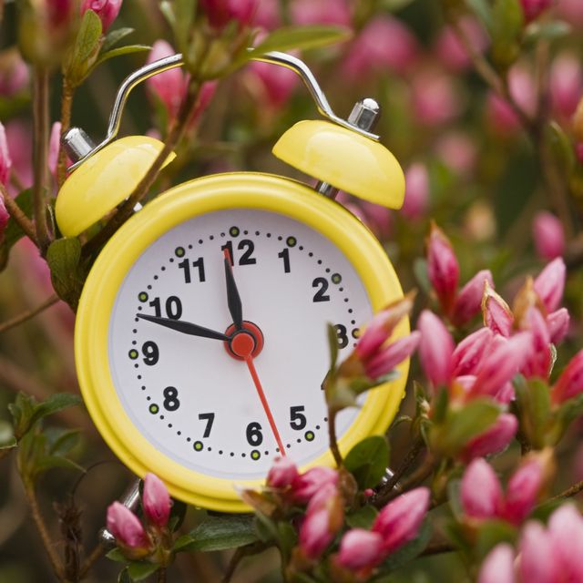 Petal, Flower, Pink, Botany, Magenta, Clock, Flowering plant, Spring, Shrub, Peach, 
