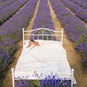 Lavender, Purple, Agriculture, Farm, Field, Violet, Lavender, Plantation, Rural area, Groundcover, 