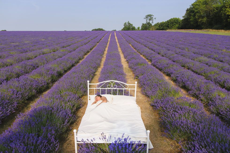 Lavender, Purple, Agriculture, Farm, Field, Violet, Lavender, Plantation, Rural area, Groundcover, 