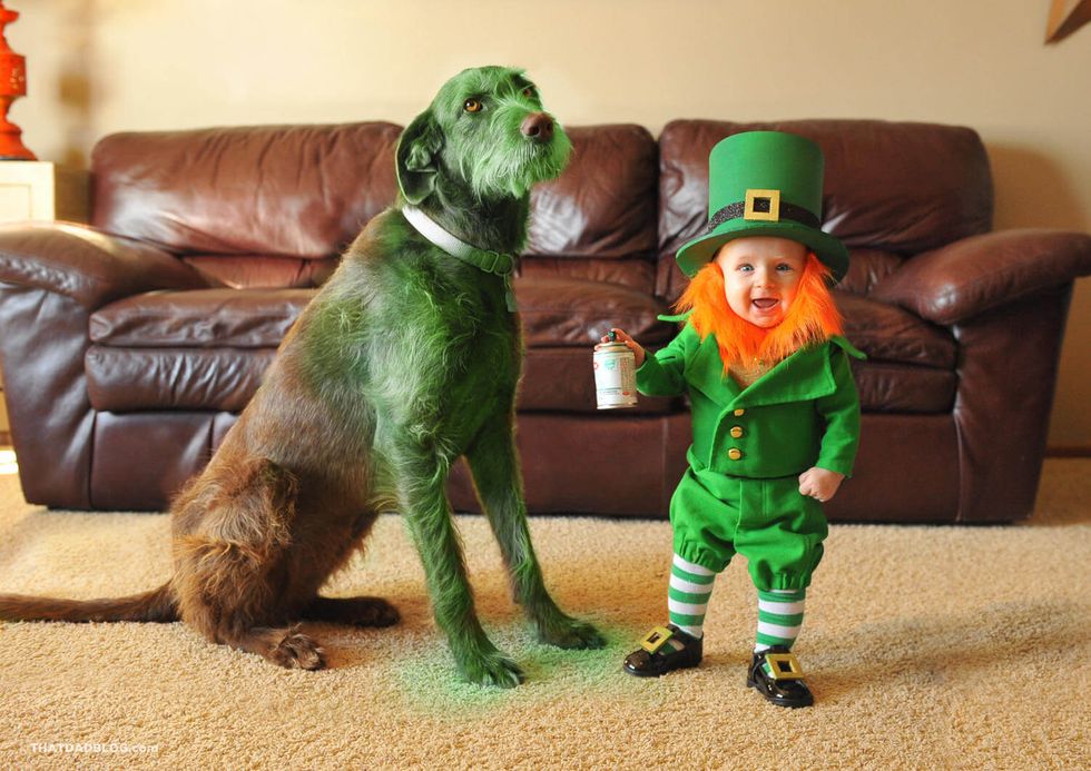 Green, Dog breed, Living room, Couch, Dog, Interior design, Carnivore, Costume accessory, Sporting Group, Interior design, 