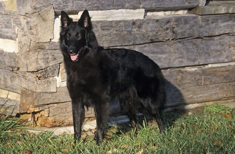 Dog breed, Dog, Carnivore, Mammal, Snout, Guard dog, Sporting Group, Fur, King shepherd, Stone wall, 