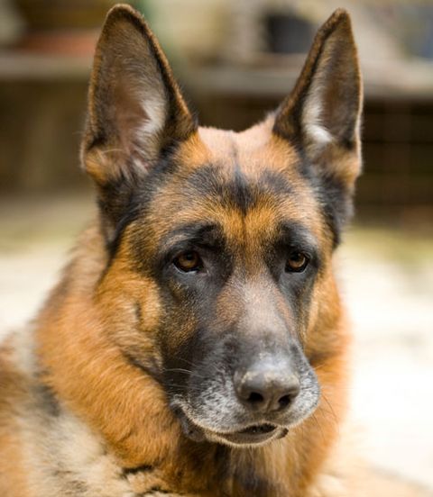 Dog breed, Brown, Dog, Vertebrate, German shepherd dog, Carnivore, Snout, Organ, King shepherd, Herding dog, 