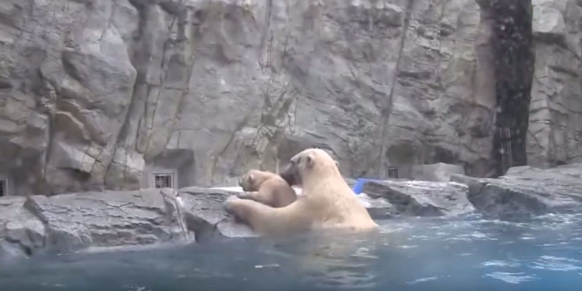 This Polar Bear Swiftly Saving Her Cub From Drowning ...