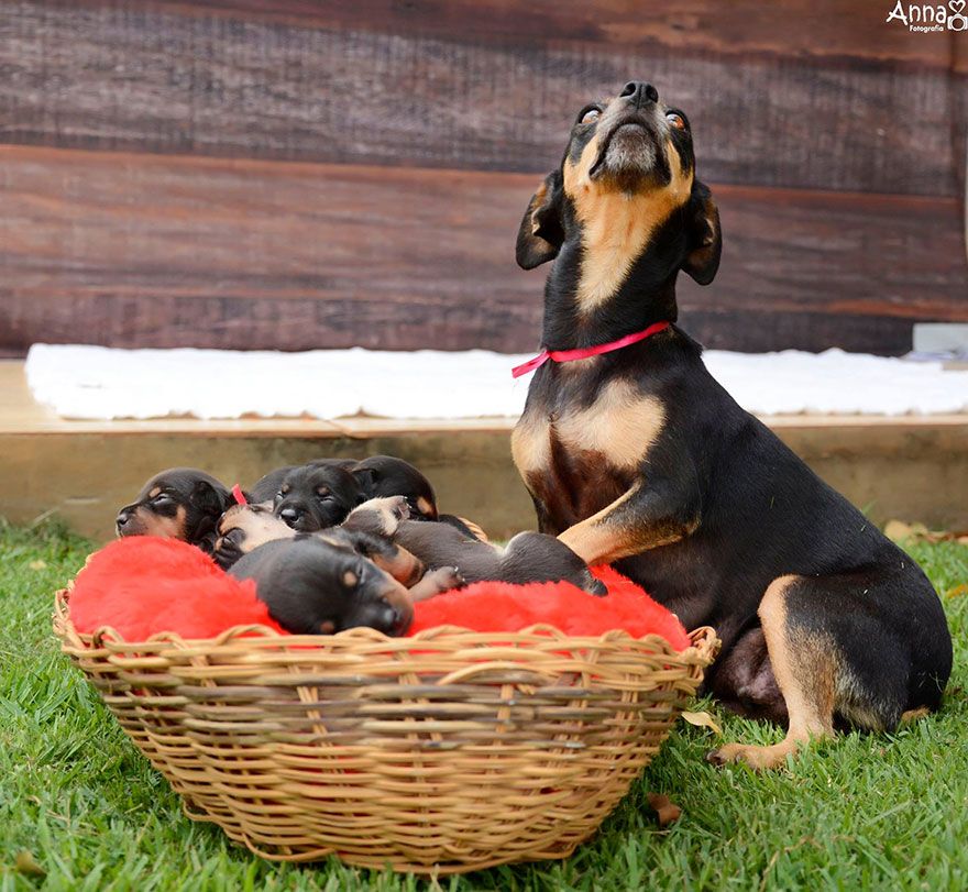 Dog breed, Basket, Dog, Collar, Carnivore, Storage basket, Wicker, Snout, Fruit, Companion dog, 