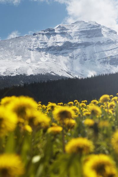 Mountainous landforms, Yellow, Flower, Mountain range, Mountain, Sunflower, Field, Petal, Wildflower, Agriculture, 
