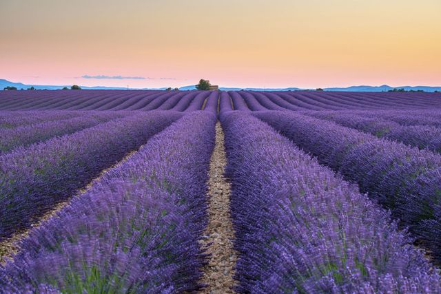 Purple, Lavender, Agriculture, Farm, Field, Violet, Lavender, Evening, Dusk, Plantation, 