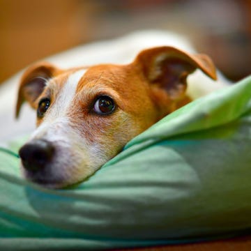 Dog breed, Dog, Carnivore, Whiskers, Snout, Companion dog, Fawn, Canidae, Working animal, Dog supply, Dog breed, Dog, Carnivore, Whiskers, Snout, Companion dog, Fawn, Canidae, Working animal, Dog supply,