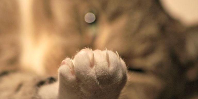 Declawing Cats - Cat Claw Removal