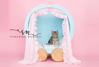 Small to medium-sized cats, Carnivore, Felidae, Pink, Cat, Pet supply, Peach, Whiskers, Cat supply, Domestic short-haired cat, 