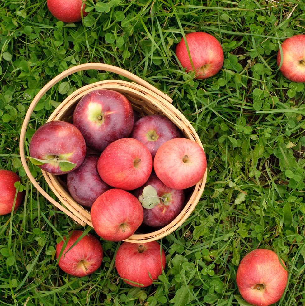 fall activities for families - pick apples