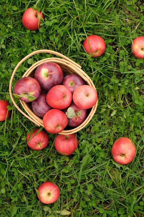 fall activities for families - pick apples