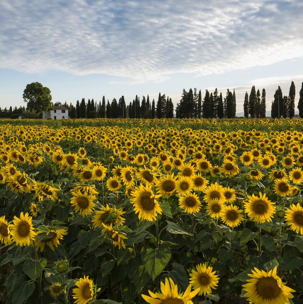 fall activities for families - sunflower field