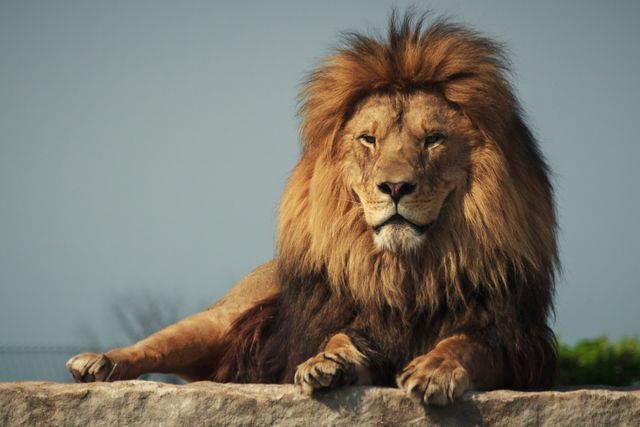 Lion, Masai lion, Organism, Skin, Carnivore, Felidae, Big cats, Terrestrial animal, Snout, Whiskers, 