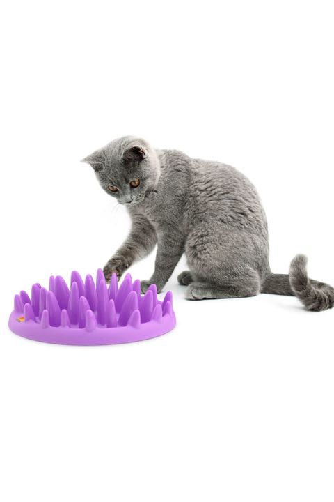 northmate interactive cat feeder