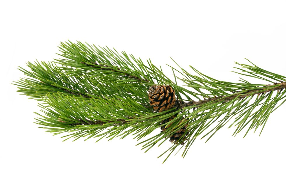 Green Long Needle Pine Spray - 30 | Greenery Gal