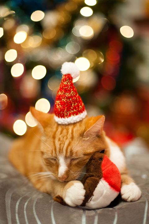 Carnivore, Small to medium-sized cats, Christmas decoration, Cat, Holiday, Felidae, Christmas eve, Christmas, Whiskers, Christmas lights, 