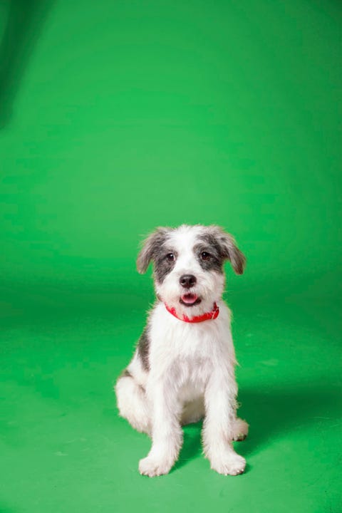 Pascale Pet Tales