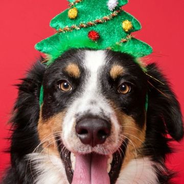 Dog breed, Dog, Vertebrate, Carnivore, Christmas decoration, Collar, Sporting Group, Holiday, Costume accessory, Fur, 