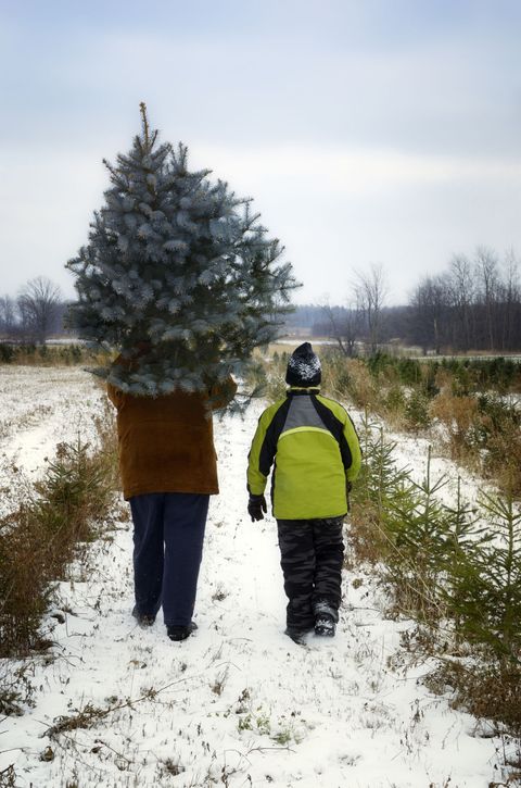 Winter, Freezing, People in nature, Snow, Jacket, Evergreen, Trail, Conifer, Precipitation, Fir, 