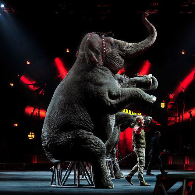 Elephant, Elephants and Mammoths, Performing arts, Performance, Darkness, Indian elephant, African elephant, Performance art, Circus, Stage, 