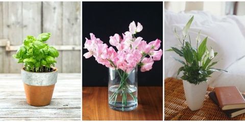 Flowerpot, Petal, Plant, Flower, Interior design, Flowering plant, Bouquet, Artifact, Vase, Cut flowers, 