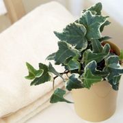 Leaf, Napkin, Annual plant, Flowerpot, Home accessories, Herb, Linens, Plant stem, Herbal, 