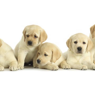 Dog, Yellow, Carnivore, Skin, Vertebrate, Organism, Mammal, Dog breed, Snout, Fawn, 
