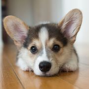 Cute puppy