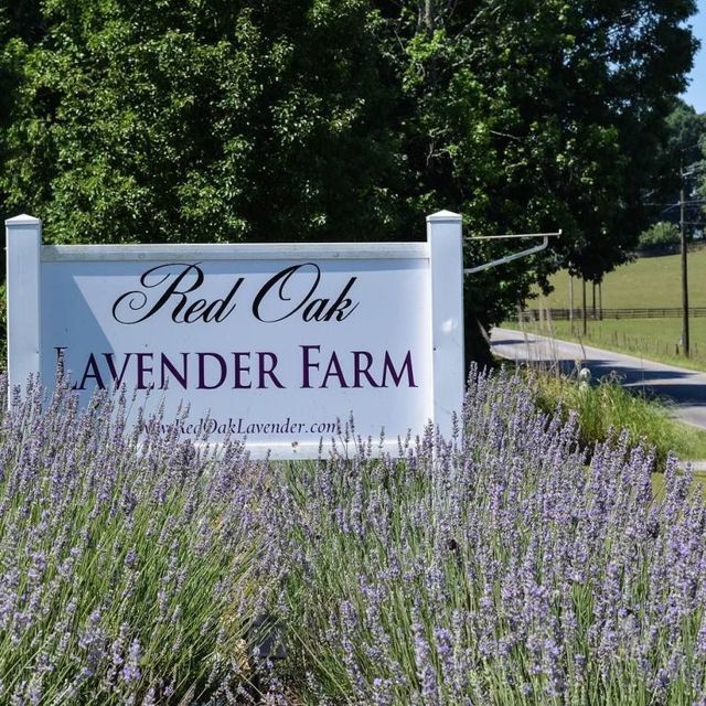 red oak lavender farm georgia