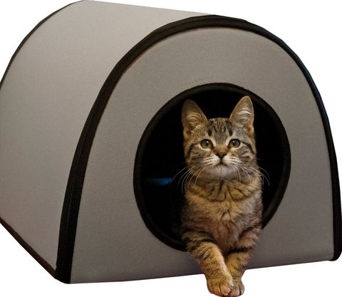 Cat, Felidae, Small to medium-sized cats, Carnivore, Tabby cat, Whiskers, Cat bed, Cat supply, American bobtail, Pet supply, 
